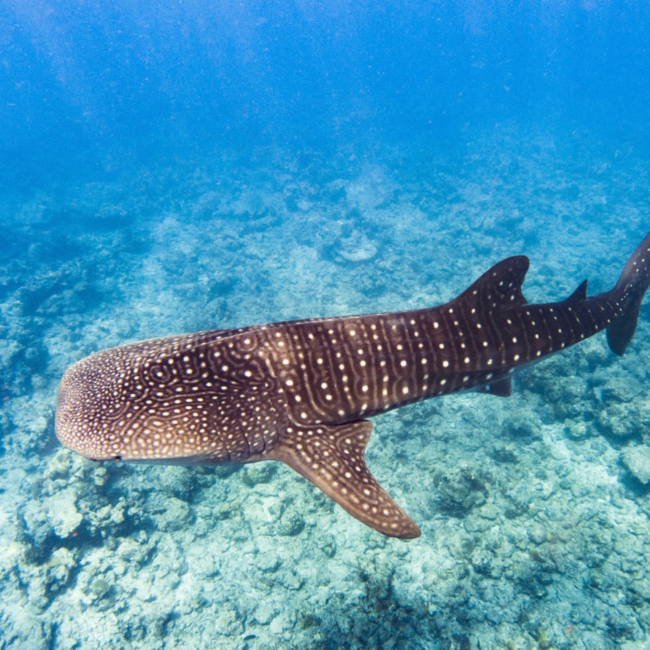 The Ocean’s Gentle Giants Are Covered in Scars—and Humans Are to Blame